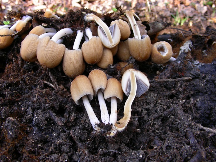 599 Febbraio vecchio ritrovamento